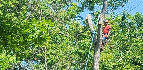 A person wearing a helmet and climbing gear in a tree, working with ropes.