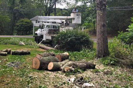 Tree removal service in progress; truck with lift, logs on ground, worker in basket.