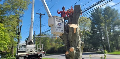 Tree service worker in a bucket truck cutting a tree near power lines. Blue sky.
