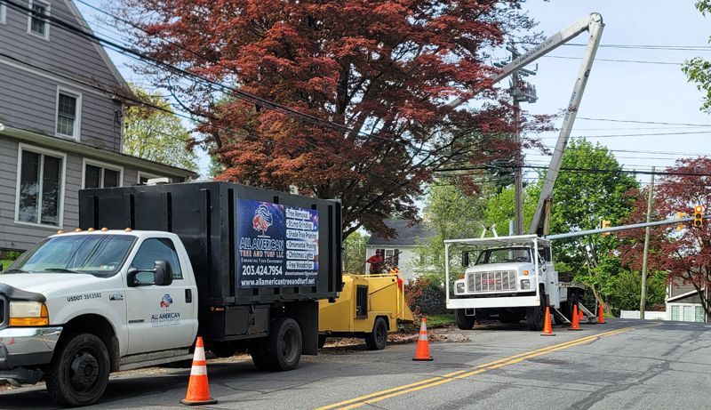 Tree service trucks and equipment trimming tree near power lines on a street.