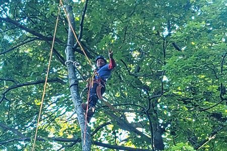 Arborist in safety gear, secured to tree trunk with ropes, raising hand; surrounded by green leaves.