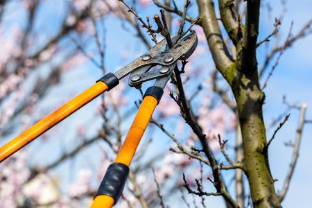 Long-handled pruning shears cutting a branch on a tree with pink blossoms.