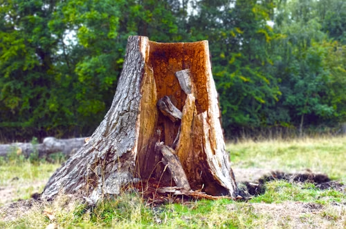 A hollow tree stump in a grassy field with green trees in the background.
