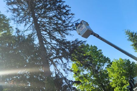 A tree trimming service basket reaching toward a tall pine tree. Blue sky background.