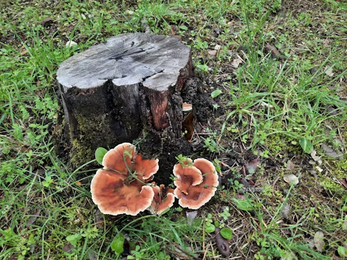 Orange mushrooms growing beside a cut tree stump in grassy ground