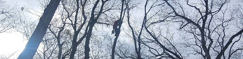 Bare trees against a cloudy sky with a figure climbing one.