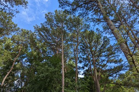 Tall trees reaching toward a blue sky with scattered clouds.