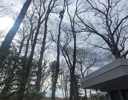 Person trimming a tall tree with bare branches, near a building. Cloudy sky.