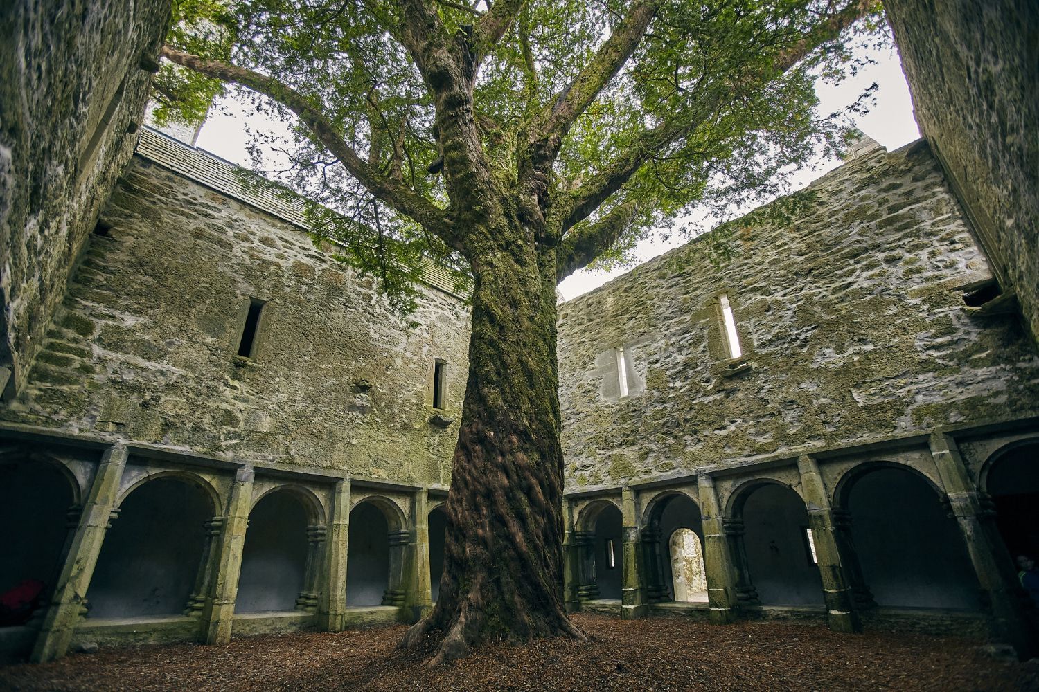 A large tree is growing in the middle of a stone building.