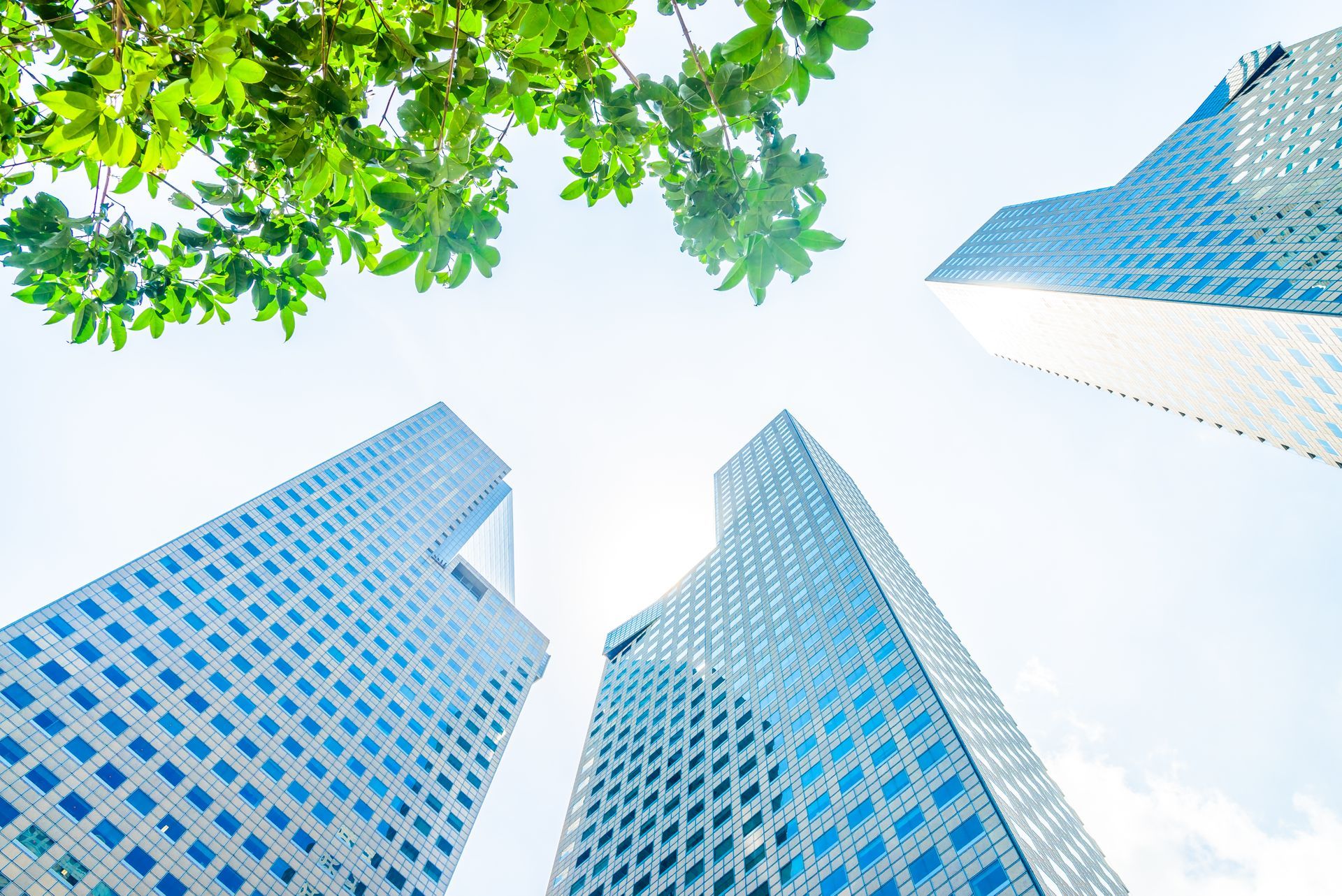 Looking up at a group of tall buildings with a tree in the foreground.
