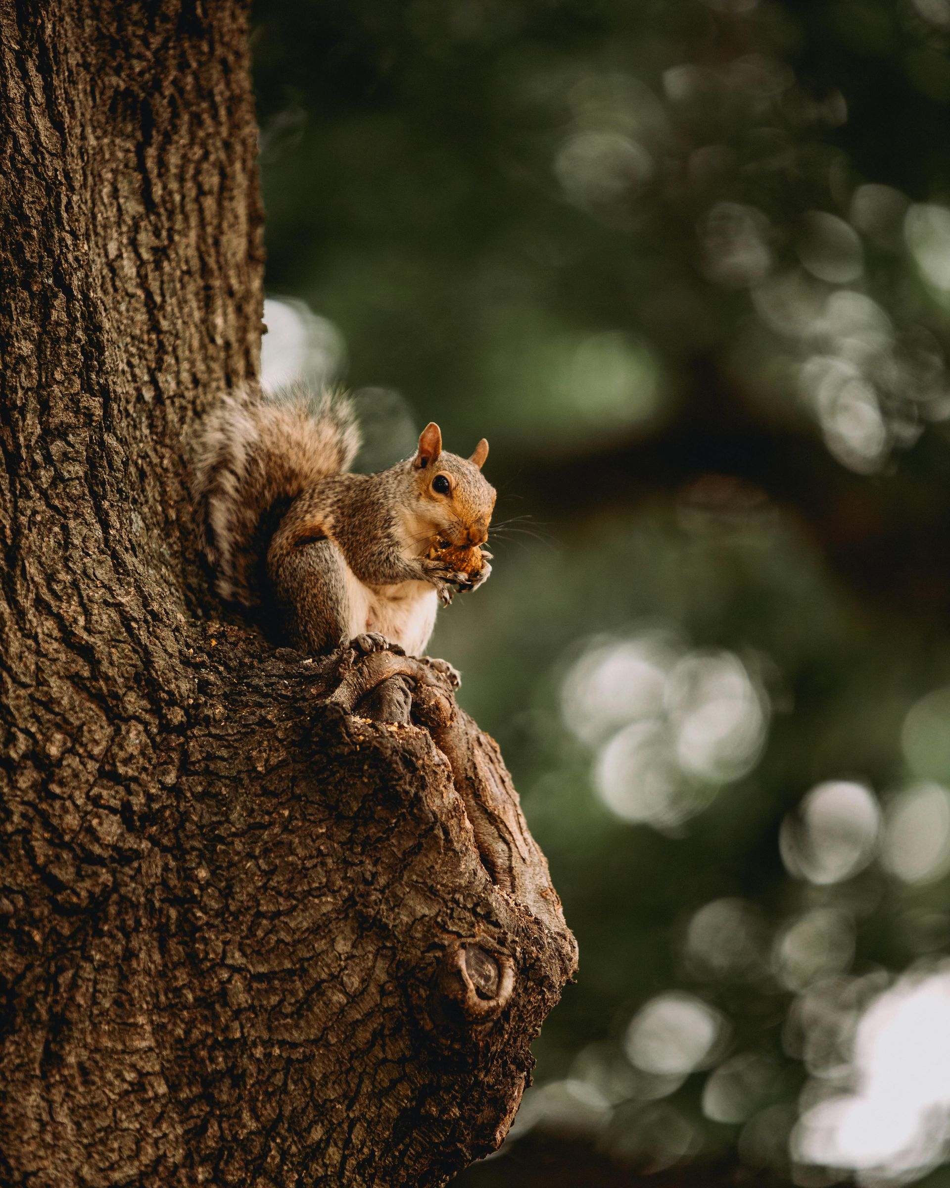 Squirrel perched on a tree branch, eating with blurred green foliage in the background.