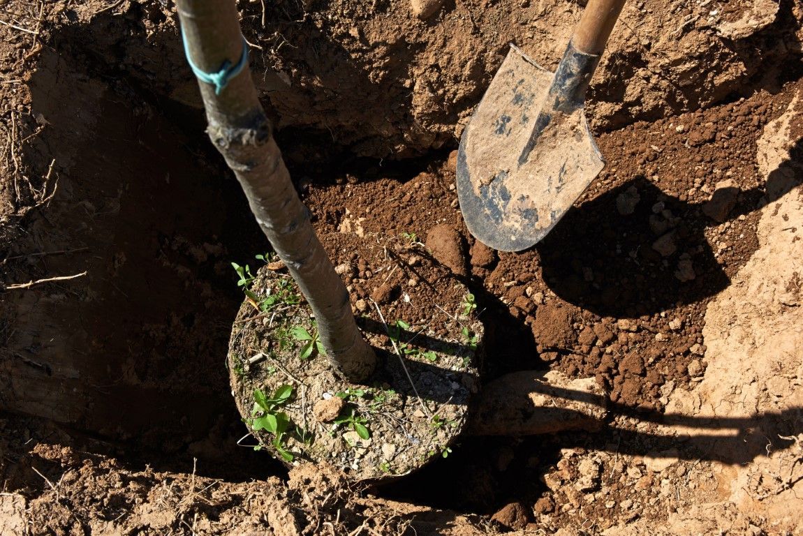 Two shovels and a small tree being planted in a dirt hole outdoors
