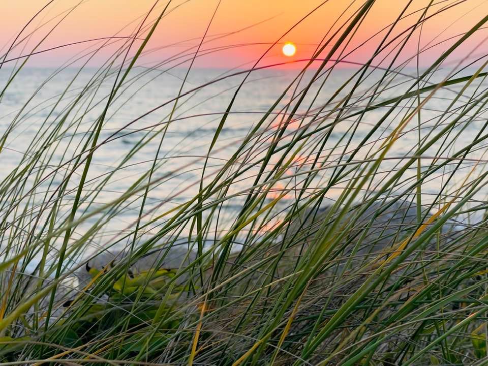 cape cod beach grass
