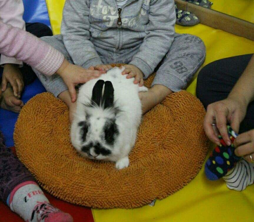 bambino gioca con un coniglio