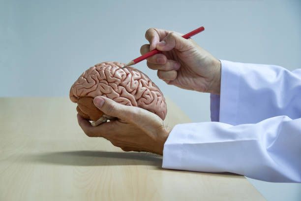 Neurosurgeon points at a brain model with the tip of s red pencil, inside a medical office.