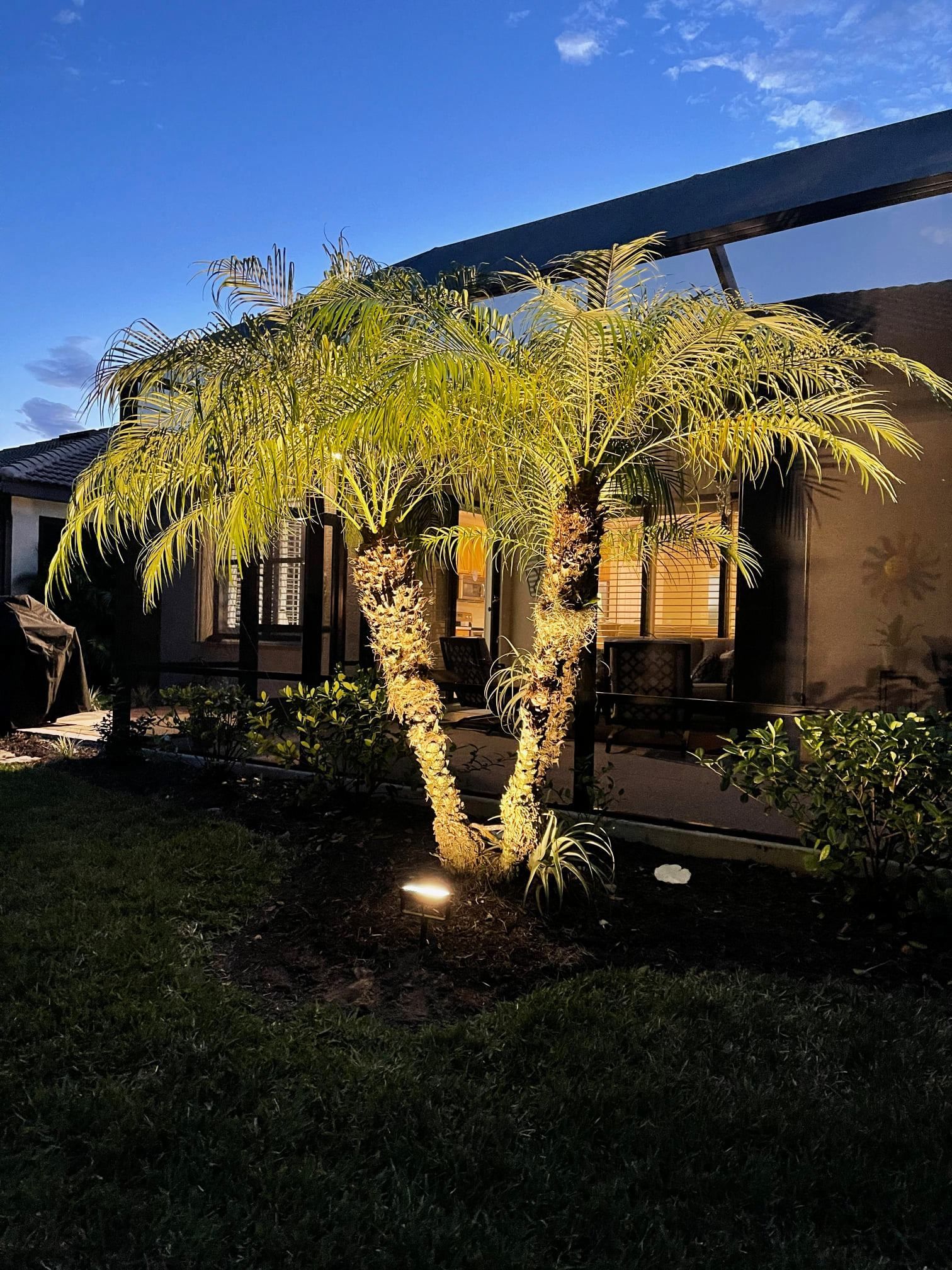 A palm tree is lit up in front of a house at night.