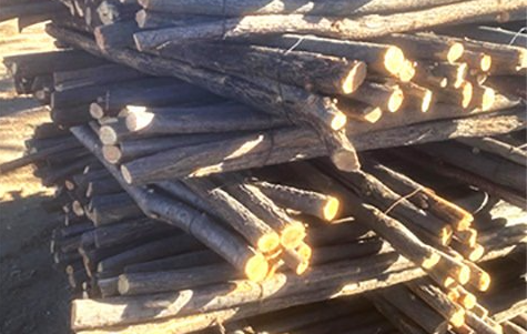 200 Salt Cedar Fence Staves