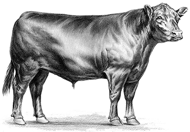 Angus Cross Range Steer