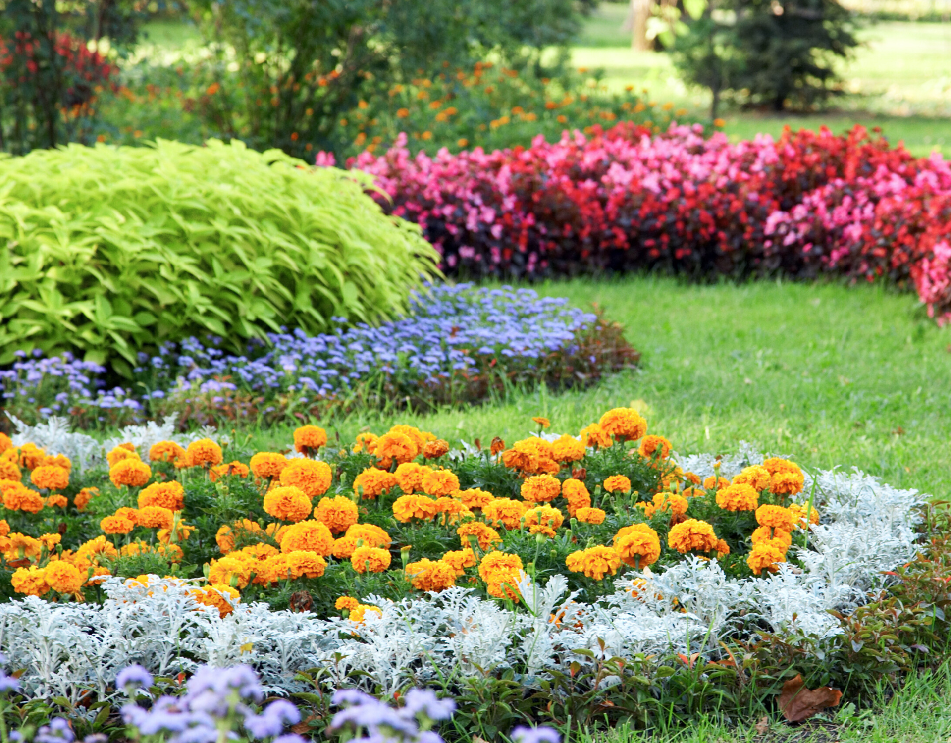 There are many different types of flowers in this garden.