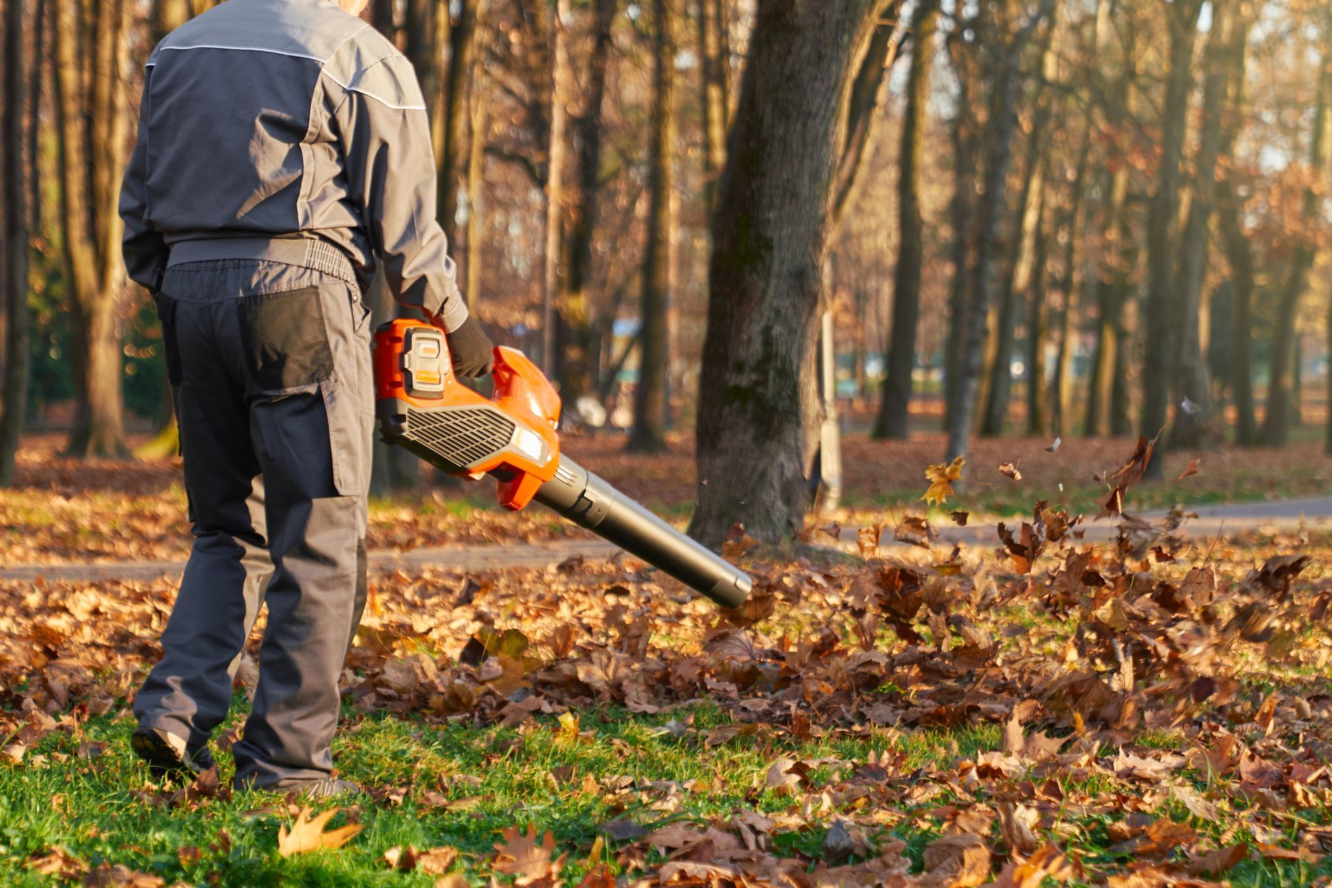 A man is blowing leaves in a park with a leaf blower.