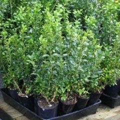 English Box — Emerald, VIC — Emerald Gardens Nursery