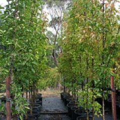 Ornamental Pear — Emerald, VIC — Emerald Gardens Nursery