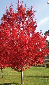 Lipstick Maple - October Glory — Emerald, VIC — Emerald Gardens Nursery