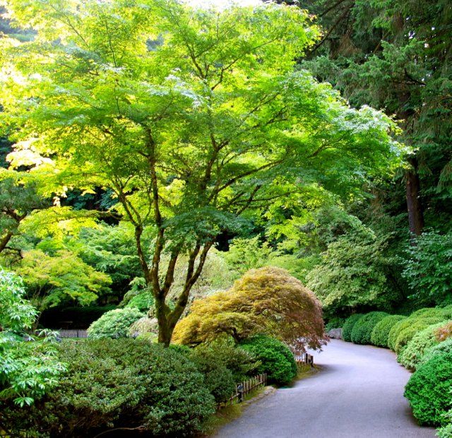 Japanese Maple — Emerald, VIC — Emerald Gardens Nursery