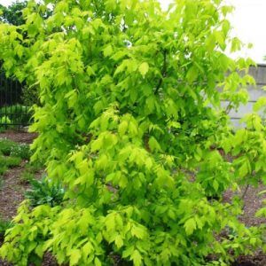 Acer negundo ‘Kelly’s Gold’ — Emerald, VIC — Emerald Gardens Nursery