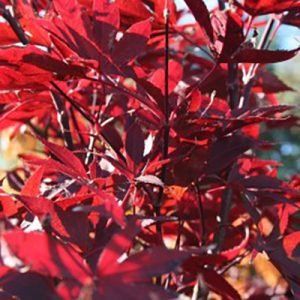 Acer palmatum ‘Bloodgood’ — Emerald, VIC — Emerald Gardens Nursery