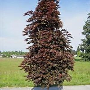 ‘Crimson Sentry’ Norway Maple — Emerald, VIC — Emerald Gardens Nursery