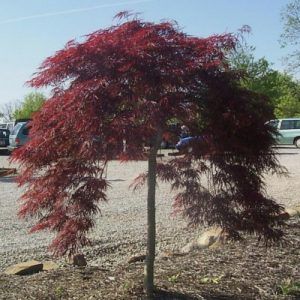 ‘Atropurpureum’ Weeping Japanese Maple — Emerald, VIC — Emerald Gardens Nursery