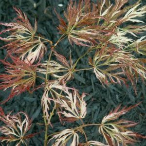 ‘Variegatum’ Weeping Japanese Maple — Emerald, VIC — Emerald Gardens Nursery