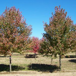 ‘Fairview Flame’ Lipstick Maple — Emerald, VIC — Emerald Gardens Nursery
