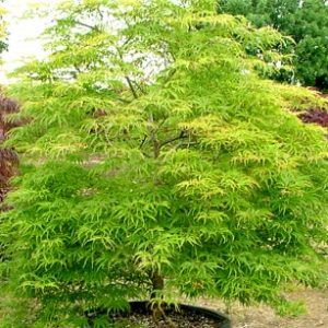 Acer dissectum ‘Filigree’ — Emerald, VIC — Emerald Gardens Nursery