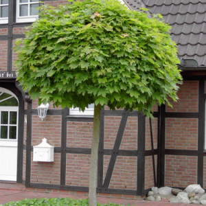 Acer platanoides ‘Globosum’ — Emerald, VIC — Emerald Gardens Nursery