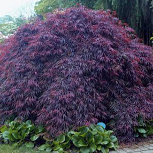 Acer dissectum ‘Inaba Shidare’ — Emerald, VIC — Emerald Gardens Nursery