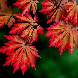 Acer japonicum ‘Acontifolium’ — Emerald, VIC — Emerald Gardens Nursery