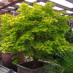‘Golden Full Moon Maple’ — Emerald, VIC — Emerald Gardens Nursery