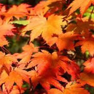 Acer japonicum ‘Vitifolium’ — Emerald, VIC — Emerald Gardens Nursery
