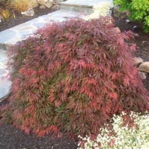 Acer dissectum ‘Orangeola’ — Emerald, VIC — Emerald Gardens Nursery