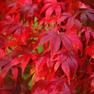 Acer palmatum ‘Osakazuki’ — Emerald, VIC — Emerald Gardens Nursery