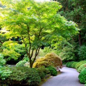 Acer palmatum ‘Japanese Maple’ — Emerald, VIC — Emerald Gardens Nursery