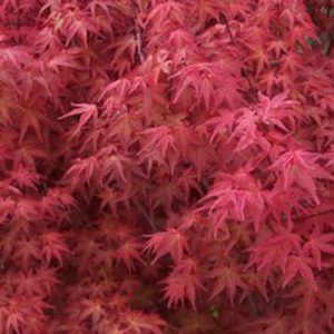 Acer palmatum ‘Bonfire’ — Emerald, VIC — Emerald Gardens Nursery