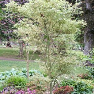 Acer palmatum ‘Butterfly’ — Emerald, VIC — Emerald Gardens Nursery
