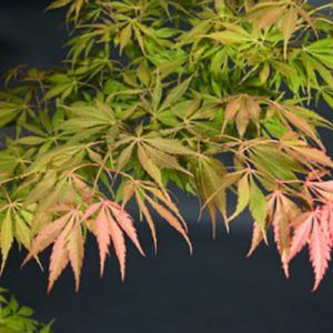Acer palmatum ‘Elegans’ — Emerald, VIC — Emerald Gardens Nursery