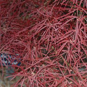 Acer palmatum ‘Red Pygmy’ — Emerald, VIC — Emerald Gardens Nursery
