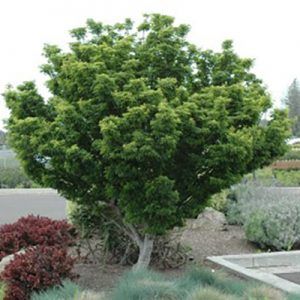 Acer palmatum ‘Shishigashira’ — Emerald, VIC — Emerald Gardens Nursery