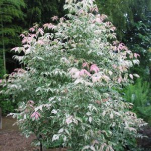‘Pink Flamingo’ Maple — Emerald, VIC — Emerald Gardens Nursery