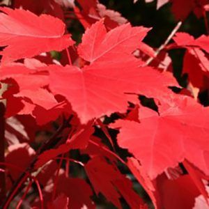 Acer rubrum ‘October Glory’ — Emerald, VIC — Emerald Gardens Nursery